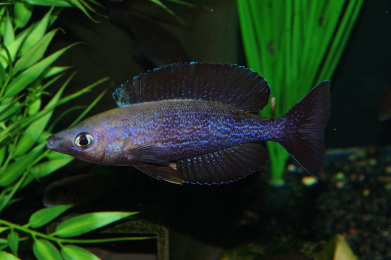 Cyprichromis microlepidotus 'Kiriza'